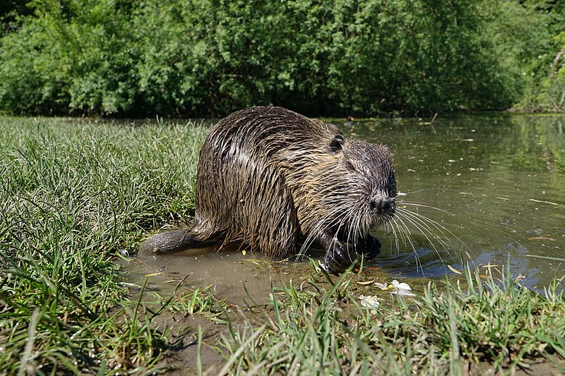 File:Ragondin (Myocastor coypus) (59).jpg