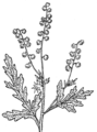 Ragweed (PSF).png