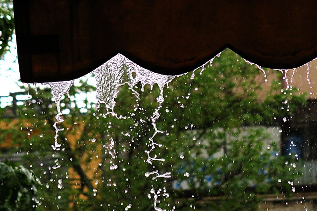 Rain water flux from a canopy. Among the forces that govern drop formation: Surface tension, Cohesion (chemistry), Van der Waals force, Plateau–Raylei