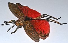 Rainbow Milkweed Locust (Phymateus saxosus) (8436619474).jpg