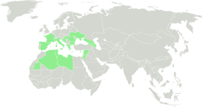 Range of Senecio leucanthemifolius-Native.svg