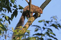 우간다 이샤샤, 퀸 엘리자베스 국립공원의 붉은다리해다람쥐