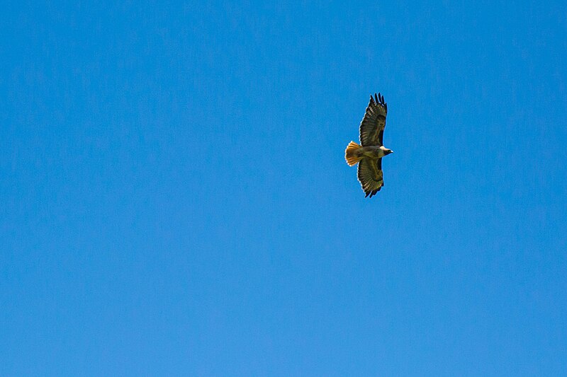 File:Red-tailed hawk (26416488455).jpg