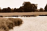 Thumbnail for File:Red Deer in Lake, Badminton Park, Gloucestershire 2015 - geograph.org.uk - 5204051.jpg