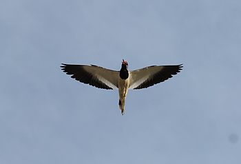 Red Wattle rapwing.jpg