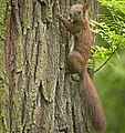 Red squirrel (51305783717).jpg