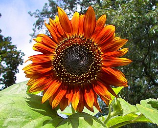 An orange-red sunflower