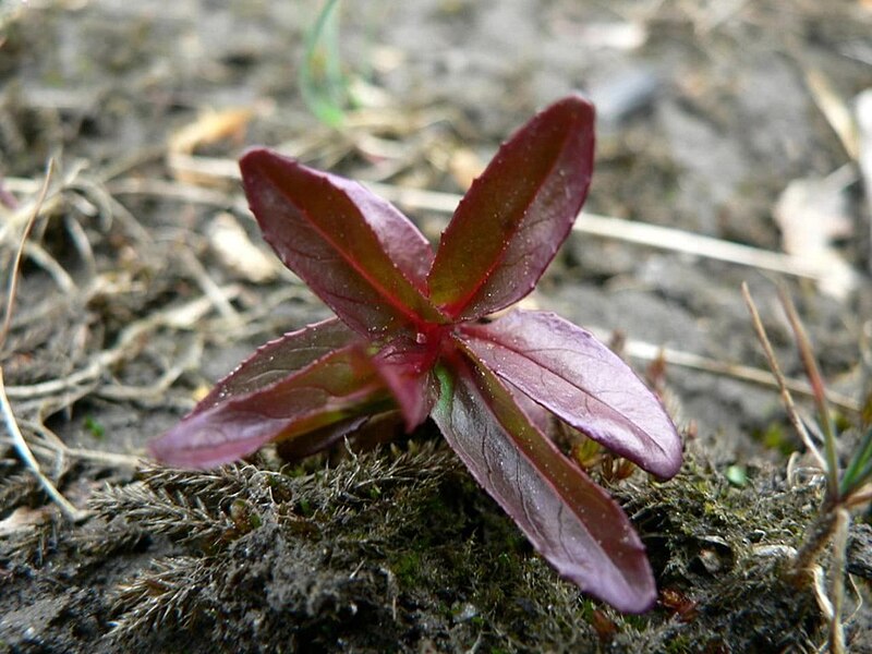 File:Redish plant sprout.jpg