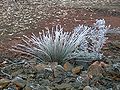 Hoar frost on grass