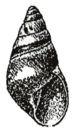Abbildung von Rhachistia aldabrae in der Erstbeschreibung 1898
