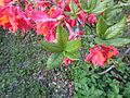 Rhododendron 'Laura'