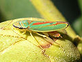 Rhododendroncicade (Graphocephala fennahi) - Kalheupink20061017 657 crop.jpg