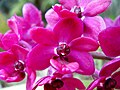 Rhynchostylis gigantea flower