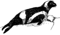 Ribbon Seal (PSF).png