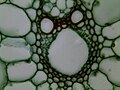 Sesion trasversale del fusto de ła pianta al microscopio