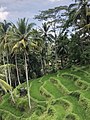 Rice terraces in Tagallalang, Gianyar