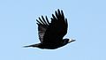 Rook (Corvus frugilegus) (11).JPG