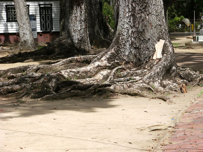 File:Roots of tree near Fort Zeelandia 2.JPG