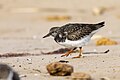 * Nomination A ruddy turnstone in winter plumage. --Alexis Lours 20:40, 5 November 2023 (UTC) * Promotion  Support Good quality. --Plozessor 06:04, 6 November 2023 (UTC)