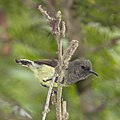 * Nomination São Tomé sunbird (Anabathmis newtonii) female --Charlesjsharp 13:18, 16 November 2021 (UTC) * Decline  Oppose The head is not sharp enough. --Sandro Halank 11:50, 21 November 2021 (UTC)