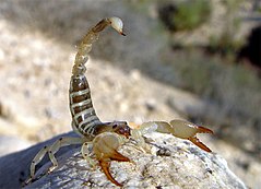 SCORPIO MAURUS PALMATUS.jpg 