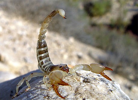 Scorpio (Gattung)