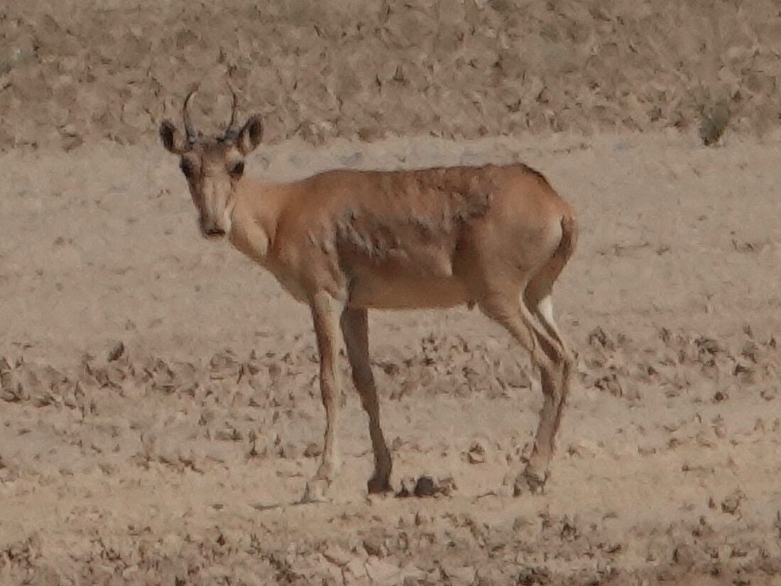 Mongolian saiga