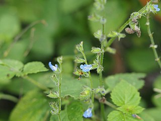 <i>Salvia misella</i> Species of herb