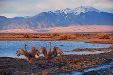 Great Sand Dunes National Park and Preserve - Wikipedia