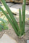 Sansevieria pearsonii