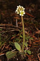   Saxifraga integrifolia