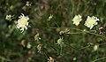 Scabiosa ochroleuca