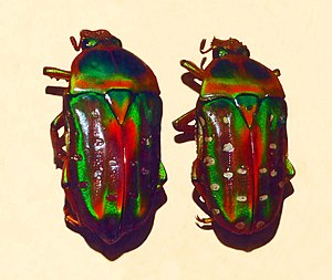 Scarabaeidae - Stephanorrhina julia.JPG