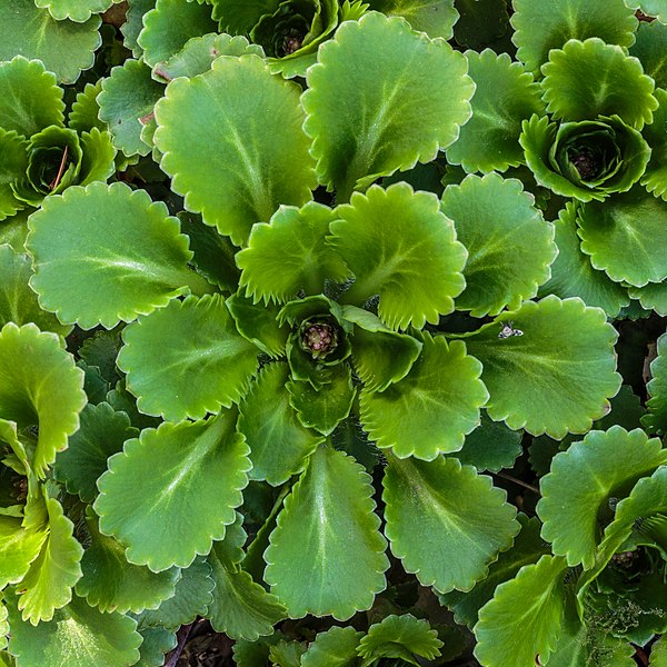 File:Schildersverdriet (Saxifraga umbrosa). 07-04-2020. (actm.) 01.jpg