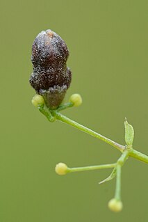 <i>Schizomyia</i> Genus of flies