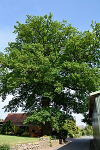 Schleswig-Holstein, Fitzbek, Naturdenkmal NIK 6935.JPG