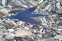 Flying fish gain sufficient lift to glide above the water thanks to their enlarged pectoral fins. Schwalbenfisch.jpg