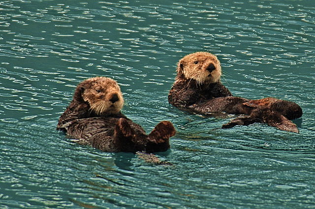 Sea otter - Wikipedia