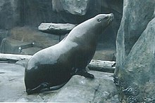 A sea lion hauled out in its enclosure at the SeaLife Center Sealife center sea lion.jpeg