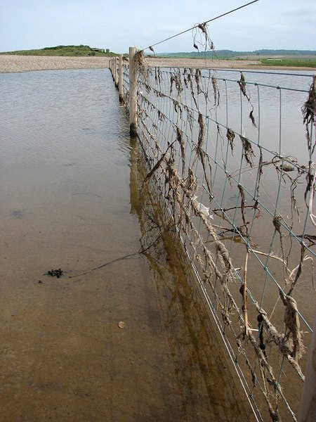 File:Seaweed in fence - geograph.org.uk - 826472.jpg