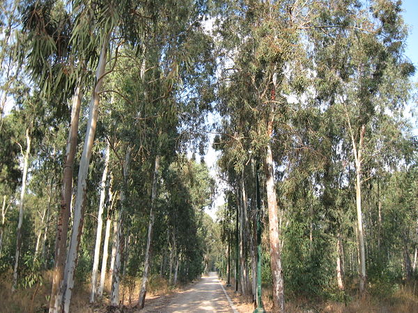 The grove where the sergeants' bodies were hanged