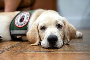 Service dog essay english