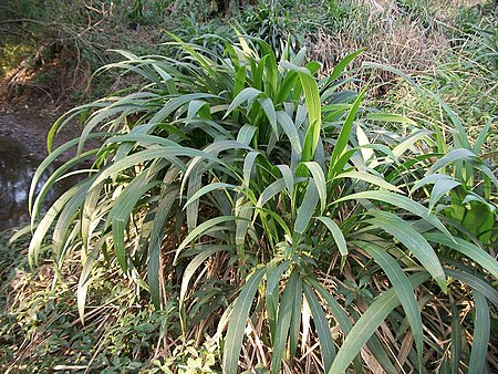 Setaria megaphylla