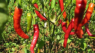 Ripe chilies in the field, Myanmar