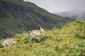 A Sheep on a hill in Scotland in Balquhidder