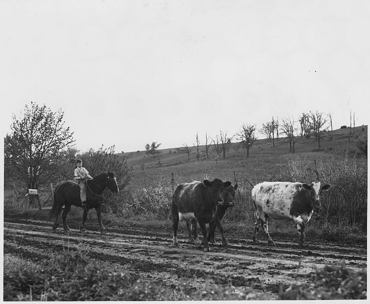 File:Shelby County, Iowa.... Detailed description, Miscellaneous pictures of cattle. - NARA - 522454.jpg