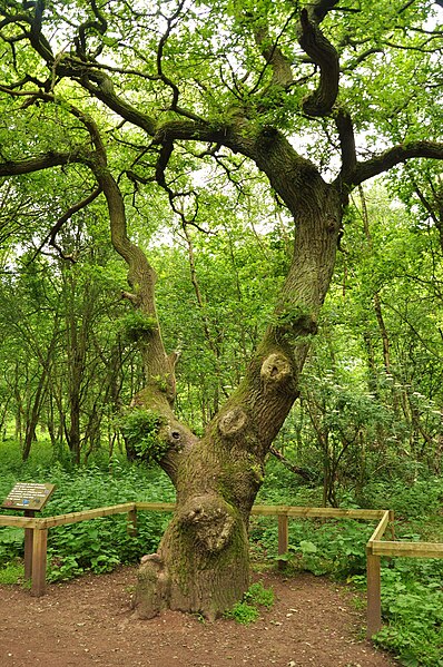 File:Sherwood Forest (9489).jpg