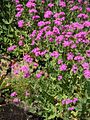 Silene armeria