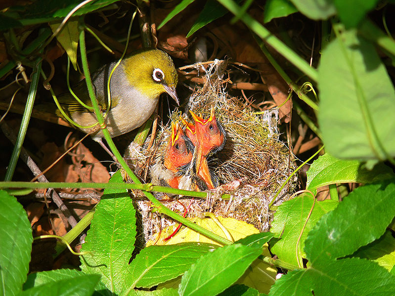 File:Silvereye nest feeding chicks.jpg