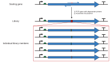 Depiction of one common way to clone a site-directed mutagenesis library (i.e., using degenerate oligos). The gene of interest is PCRed with oligos that contain a region that is perfectly complementary to the template (blue), and one that differs from the template by one or more nucleotides (red). Many such primers containing degeneracy in the non-complementary region are pooled into the same PCR, resulting in many different PCR products with different mutations in that region (individual mutants shown with different colors below). Site-directed mutagenesis library cloning steps.svg